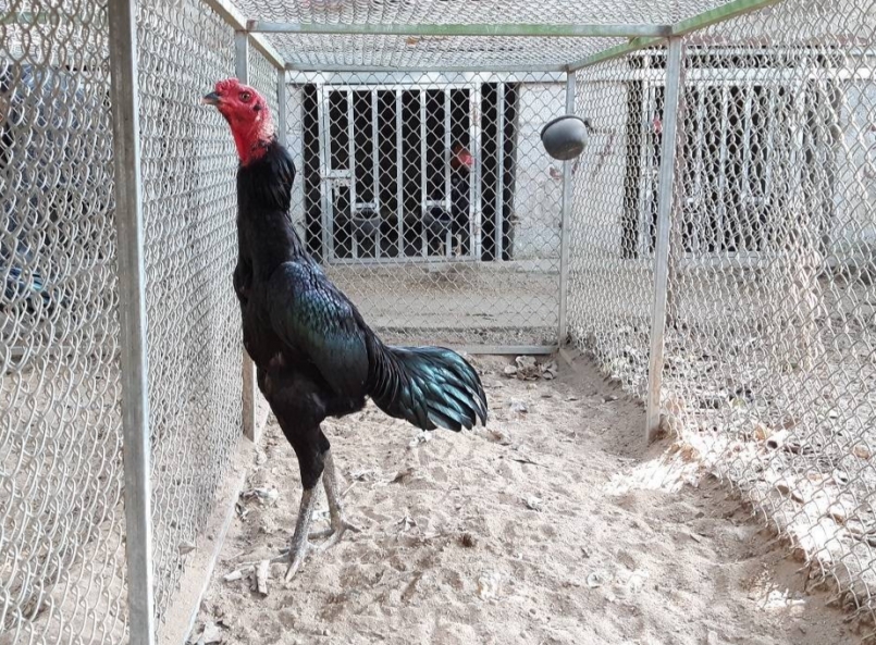 Gà chọi trực chiến được bán bình quân từ 3 - 5 triệu đồng/con