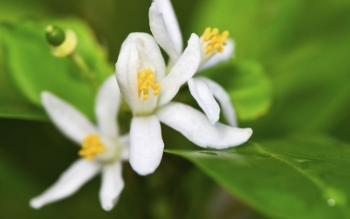 Cách chăm sóc quất đơn giản, đẹp đến Tết năm sau mà không tốn tiền mua cây mới