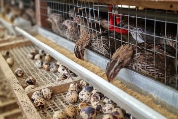 Nuôi loài chim chỉ ăn với đẻ, hàng ngày lão nông cứ đếm rổ là có tiền