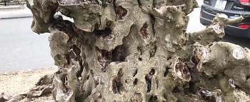 Sửng sốt trước cây sanh cổ bị “phẫu thuật thẩm mỹ” quá đà toàn thân có sẹo vẫn được phát giá 4 tỷ đồng