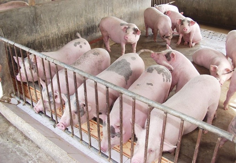 Giá heo hơi hôm nay tiếp tục trạng thái đi ngang trong những ngày tết, thị trường thịt heo ít biến động.