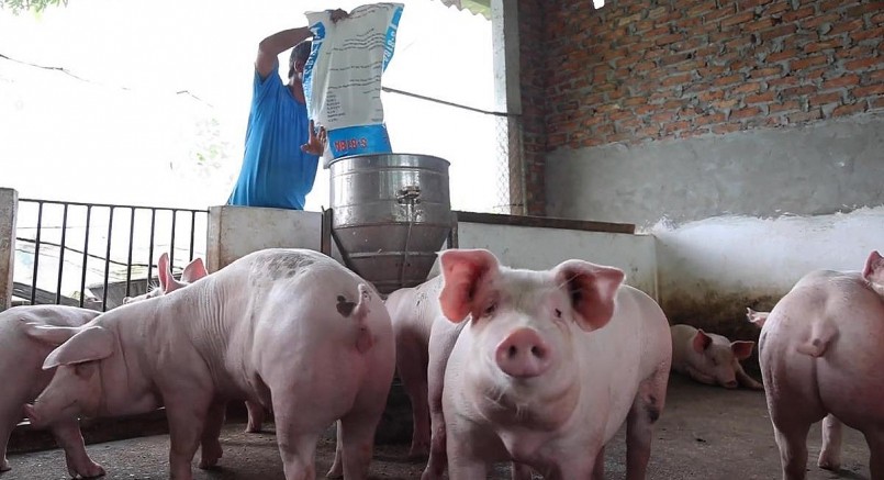 Giá heo hơi hôm nay (26/1) tiếp tục ổn định trong khoảng 51.000 - 54.000 đồng/kg.