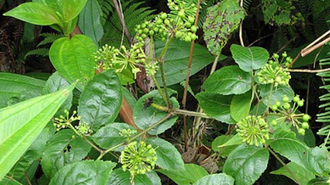 Cây nam sâm giúp kháng viêm và tiêu sưng