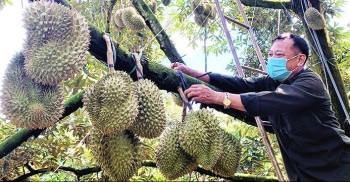 Trái sầu riêng dậy sóng và những chuyển động mới nhằm đón bắt cơ hội xuất khẩu