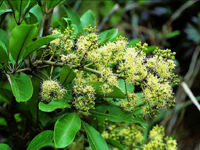 Cây nam sâm sử dụng vỏ thân, vỏ rễ, rễ và lá cây để làm thuốc