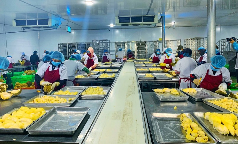 Một cơ sở chế biến sầu riêng đông lạnh ở huyện Krông Pắc. Một cơ sở chế biến sầu riêng đông lạnh ở huyện Krông Pắc.