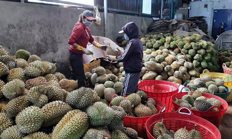 Thu hoạch sầu riêng ở Krông Pắk. Thu hoạch sầu riêng ở Krông Pắk.