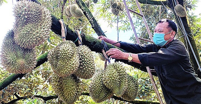 Giá sầu riêng liên tiếp lập đỉnh khiến người trồng sầu riêng trở nên khấm khá. Giá sầu riêng liên tiếp lập đỉnh khiến người trồng sầu riêng trở nên khấm khá.