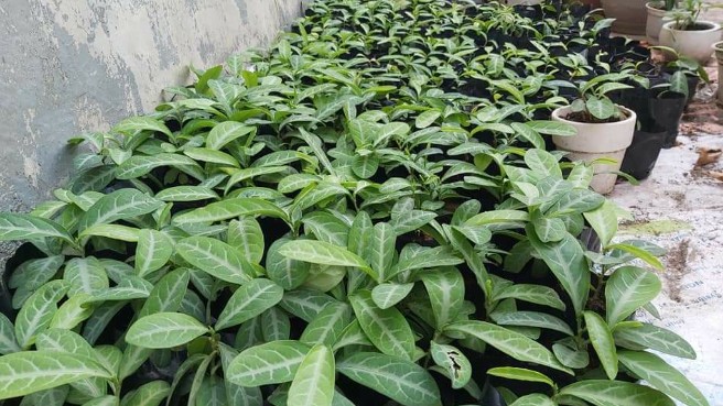 Cây lưỡi nhân - Vị thuốc quý giúp điều trị các bệnh về đường hô hấp