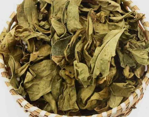 Lá lưỡi nhân khô