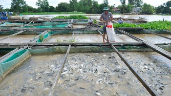 Nuôi đủ thứ cá đặc sản to bự giữa lòng sông sâu, năm nào ông Bon cũng có 5 tỷ bỏ túi