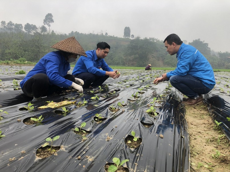 Anh Phạm Văn Chiến (bên trái) cùng các cộng sự ươm trồng cà gai leo