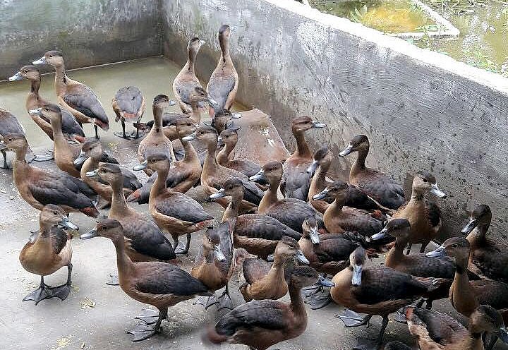 Nuôi con đặc sản bay giỏi như chim sểnh ra là mất, bán giá 500.000 đồng/con thương lái vẫn say như điếu đổ Nuôi con đặc sản bay giỏi như chim sểnh ra là mất, bán giá 500.000 đồng/con thương lái vẫn say như điếu đổ