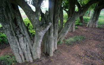 Rặng duối cổ báu vật thường xuất hiện trên phim và sự linh thiêng kỳ bí