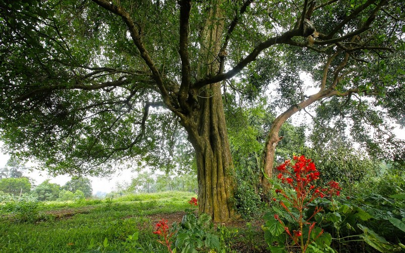 Xưa rặng duối cổ thụ kéo dài cả km, nay chỉ còn 18 cây.