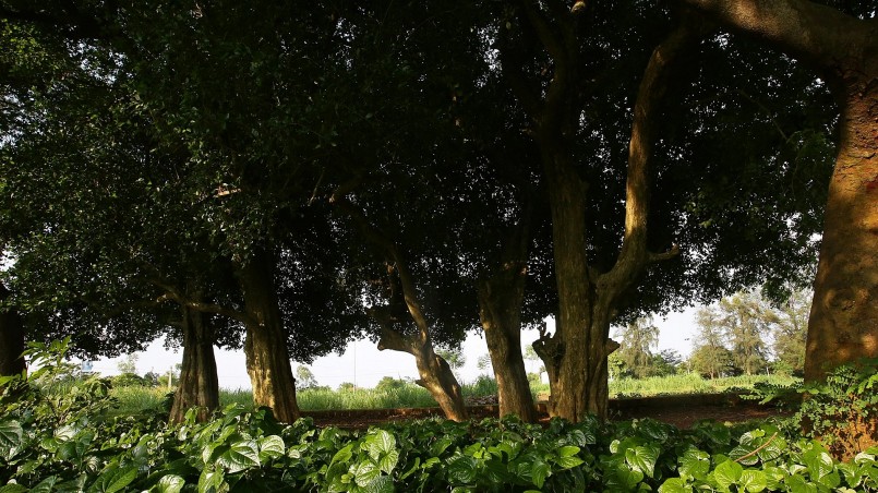 Cây duối còn được coi là vua của các loài cây, có sức sống mãnh liệt, thích nghi tốt với những điều kiện thời tiết khắc nghiệt. 