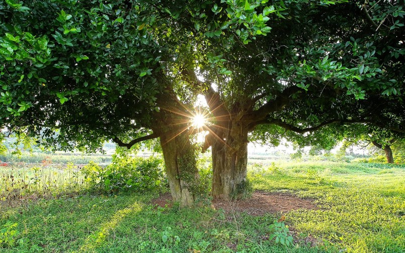Rặng duối cổ thụ, không chỉ là cây di sản mà còn gắn liền với văn hóa tinh thần, văn hóa tâm linh, niềm tự hào của cộng đồng người Việt.