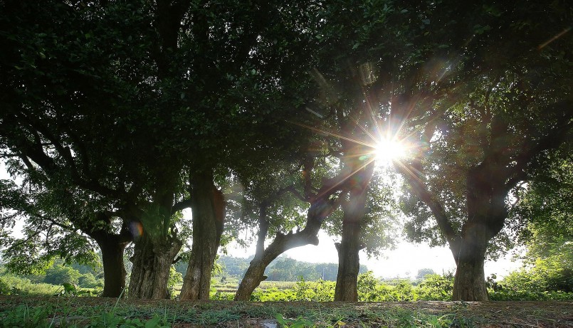 Tương truyền, rặng duối cổ thụ là nơi vua Ngô Quyền từng làm chỗ buộc voi chiến, ngựa chiến sau các cuộc tập trận để chuẩn bị tiến về vùng cửa sông Bạch Đằng đánh quân Nam Hán.