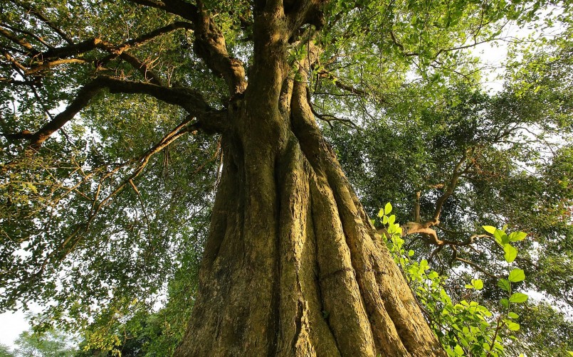 Có những cây duối cổ thụ cao lớn, chu vi ở phần gốc phải 2 vòng tay người ôm. Hội Bảo vệ thiên nhiên và môi trường Việt Nam khẳng định: rặng duối 18 cây ấy đã có hàng ngàn năm tuổi.