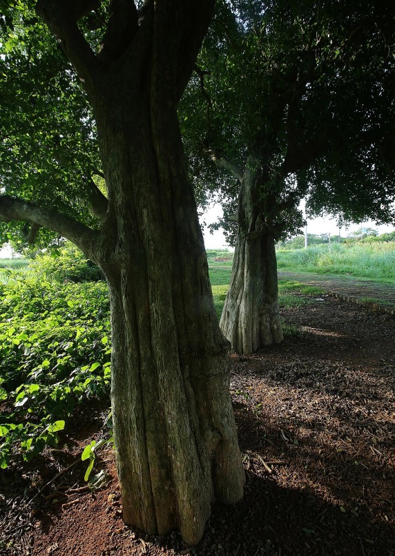 Rặng duối cổ thụ tán xòe cho bóng mát rộng, đây là nơi nghỉ nghơi của người dân khi ra làm đồng.