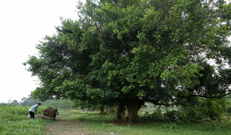 Người dân nghỉ ngơi dưới tán rặng duối cổ thụ mát rượi. Rặng duối cổ này được người dân tôn kính. Không ai dám thất kính, chặt phá. 