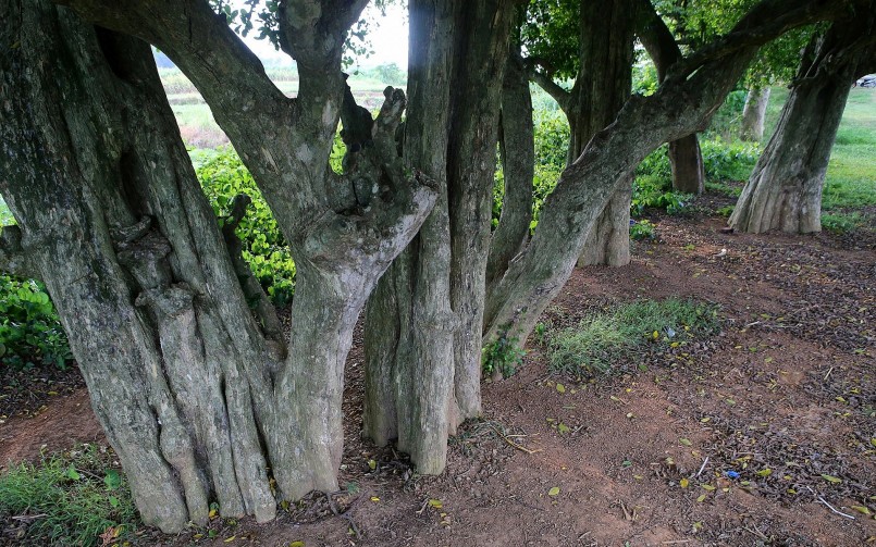 Vị trí rặng cây duối cổ thụ ở ngoài cánh đồng làng Cam Lâm, trước khu đền - lăng vua Ngô Quyền.