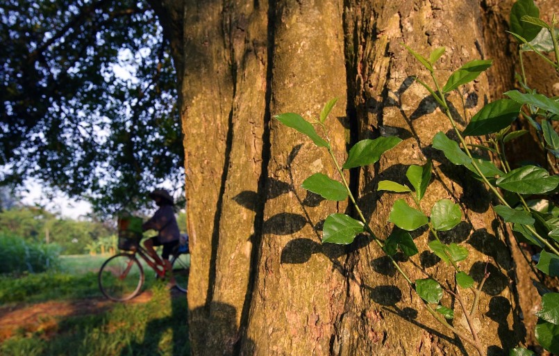 Cận cảnh những gốc cây duối nghìn năm tại rặng duối cổ thụ.