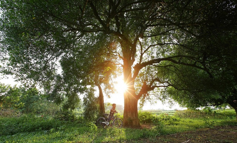 Rặng Duối tồn tại trên 1000 năm hấp thụ bao nhiêu tinh hoa của đất trời, chứng kiến biết bao sự đổi thay của cả dân tộc. 