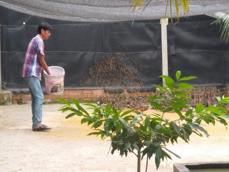 Nuôi con đặc sản bay giỏi như chim sểnh ra là mất, bán giá 500.000 đồng/con thương lái vẫn say như điếu đổ Nuôi con đặc sản bay giỏi như chim sểnh ra là mất, bán giá 500.000 đồng/con thương lái vẫn say như điếu đổ