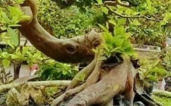 Siêu phẩm ổi dáng rồng bay giá trăm triệu chờ chủ mới