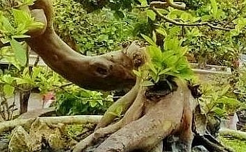 Cây ổi cảnh được xếp vào hàng siêu phẩm nhờ có dáng độc lạ và mang ý nghĩa tâm linh.