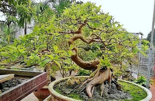 Cây ổi cảnh độc lạ cao 75cm có dáng thế rất độc đáo.