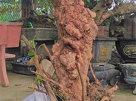 Ổi cảnh cổ thụ được nhiều người chơi cây cảnh săn lùng.