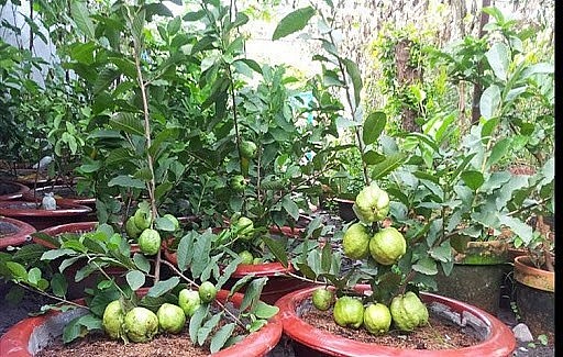 Để trồng ổi cảnh thành công đòi hỏi những bí quyết riêng.