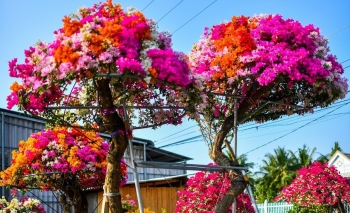 Về nơi cung cấp hàng triệu cây hoa giấy bí quyết để cả làng làm giàu