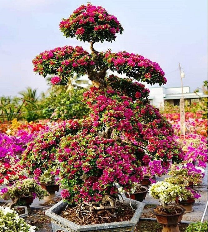 Những chậu hoa giấy ngũ sắc độc đáo làm nên đẳng cấp làng hoa.