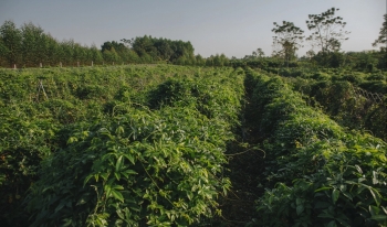 Trồng loại cây leo như khoai lang nhưng là thần dược bán vài triệu/kg