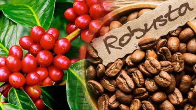 Xuất khẩu cà phê năm 2022 đạt trị giá gần 4,06 tỷ USD