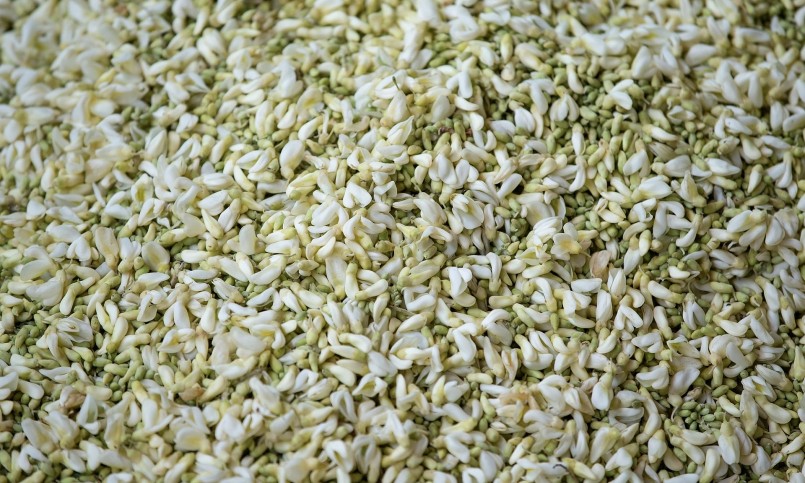 Mỗi ha sâm 2 tuổi trở lên sẽ cho 3-4 tấn hoa tươi với giá bán 50 triệu đồng/tấn, thu nhập 150-200 triệu đồng/năm. Hoa sấy khô làm trà có giá khoảng 800.000 đồng - 1 triệu đồng/kg.