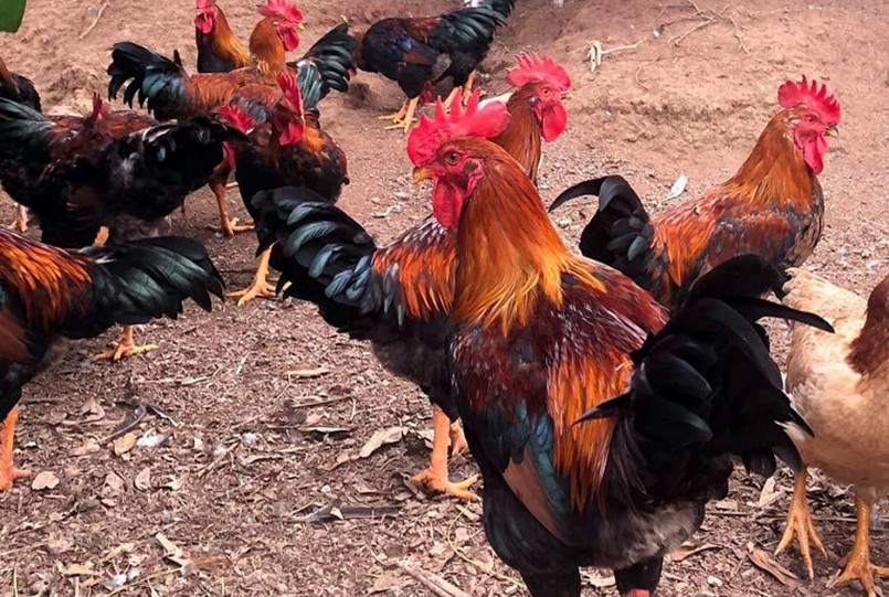 Gà nuôi từ cây sâm nam có giá bán cao hơn khoảng 10 đến 20 nghìn đồng/kg so với gà thông thường. Gà nuôi từ cây sâm nam có giá bán cao hơn khoảng 10 đến 20 nghìn đồng/kg so với gà thông thường.