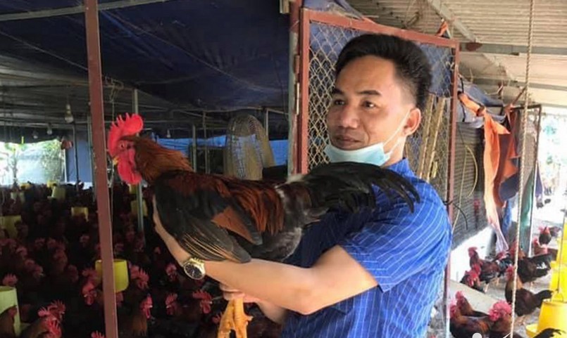 Nuôi gà bằng lá cây sâm nam giúp gà khỏe, chất lượng thơm ngon nên bán giá cao hơn so với gà thường. Nuôi gà bằng lá cây sâm nam giúp gà khỏe, chất lượng thơm ngon nên bán giá cao hơn so với gà thường.