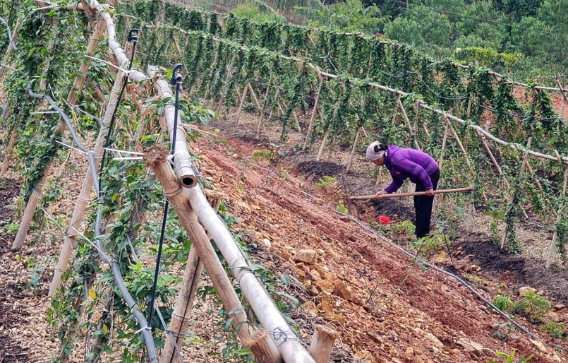 Vùng trồng cây dược liệu đem lại thu nhập cao đồng thời Vùng trồng cây dược liệu đem lại thu nhập cao đồng thời