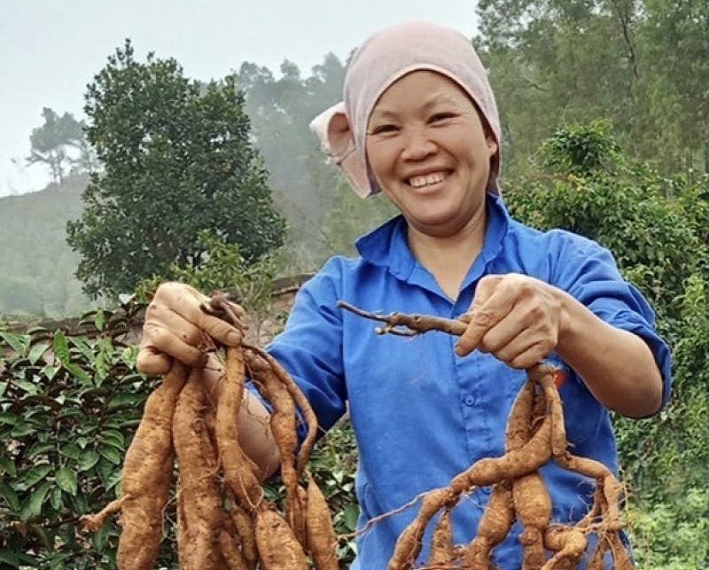 Củ sâm lớn rất chậm. Thông thường, cây sâm trồng khoảng 4 đến 5 năm sẽ cho thu hoạch. Củ Sâm nam núi Dành tươi có giá khoảng 1-1,2 triệu đồng/kg.