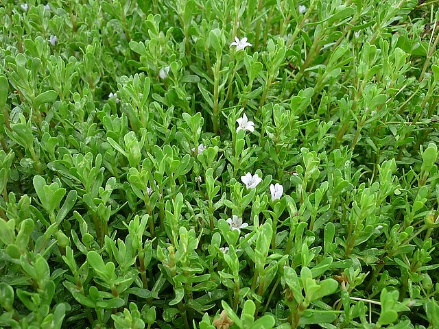 Trồng rau đắng cho thu nhập khá Trồng rau đắng cho thu nhập khá