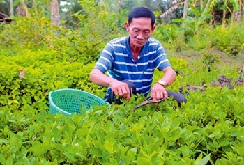 Ngược đời đi trồng thứ rau dại xưa cho lợn ăn, nay thực khách ưa chuộng lão nông kiếm bộn tiền