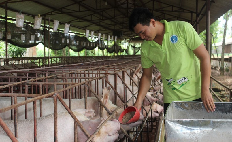 Giá heo hơi hôm nay (27/1) chưa thể vượt mốc 54.000 đồng/kg.