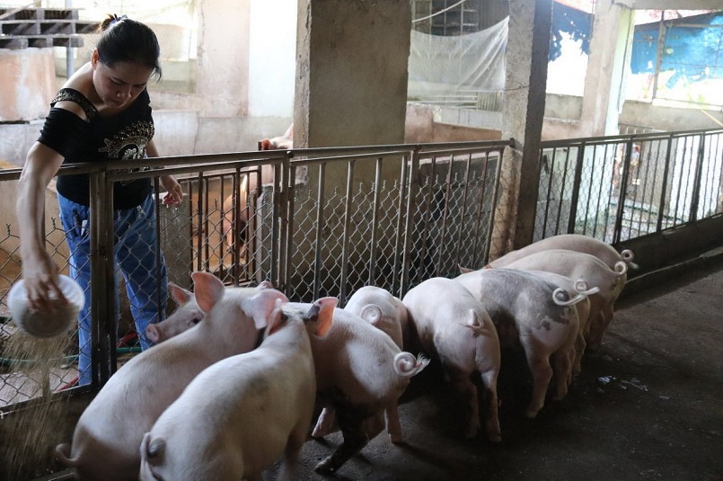 Giá heo hơi hôm nay tiếp tục ổn định trong mức giá duy trì suốt dịp tết.