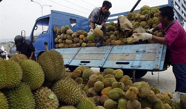 Trong dịp tết nhiều doanh nghiệp đã có đơn hàng xuất khẩu sầu riêng do nhu cầu tại Trung Quốc tăng cao. Trong dịp tết nhiều doanh nghiệp đã có đơn hàng xuất khẩu sầu riêng do nhu cầu tại Trung Quốc tăng cao.