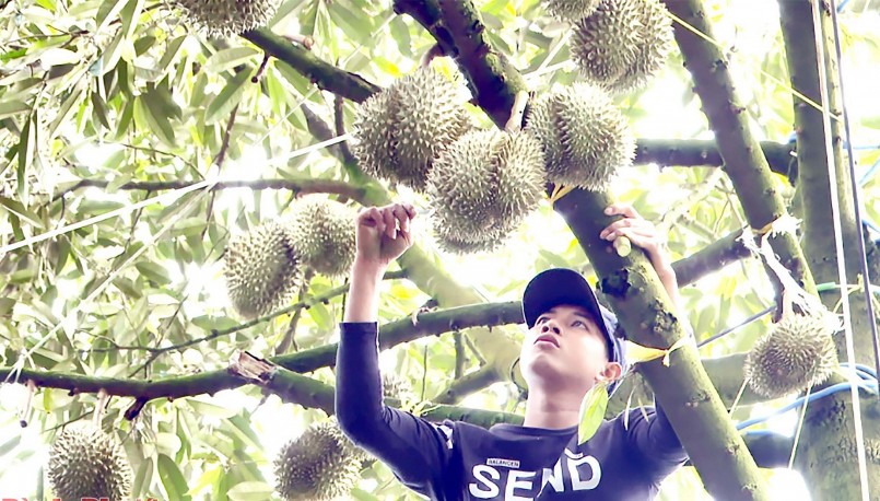 Một năm thắng lợi đối với trái sầu riêng Việt Nam khi rộng đường xuất khẩu sang Trung Quốc. Một năm thắng lợi đối với trái sầu riêng Việt Nam khi rộng đường xuất khẩu sang Trung Quốc.