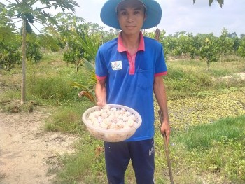 Chàng cử nhân luyện ốc bươu đen đẻ sòn sòn, chỉ bán trứng mỗi tháng cũng có 50 triệu đồng